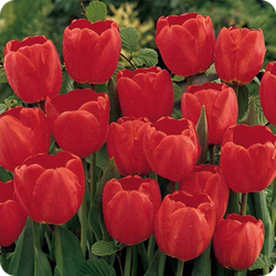 red tulip bulbs that can be purchased